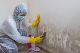 Mold Remediation for Vacation Homes in Dixon, KY